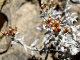Helichrysum cochleariforme 