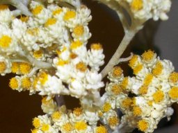 Helichrysum crispum