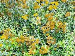 Helichrysum cymosum subsp. cymosum