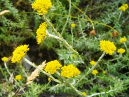 Helichrysum cymosum subsp. cymosum young flowerheads