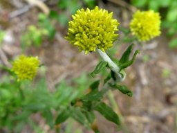 Helichrysum cymosum subsp. cymosum budding inflorescence