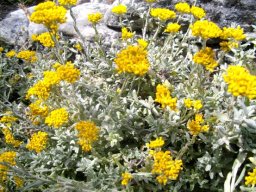 Helichrysum cymosum subsp. cymosum on Table Mountain
