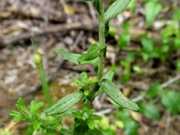 Helichrysum cymosum subsp. cymosum leaves