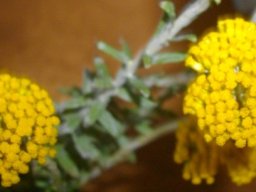 Helichrysum dasyanthum fully open