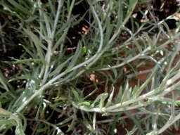 Helichrysum dasyanthum soft stems and lower leaves