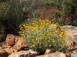 Helichrysum dasyanthum enthroned