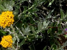 Helichrysum dasyanthum leaves and clusters of heads