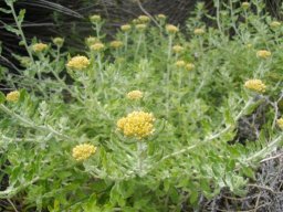 Helichrysum dasyanthum