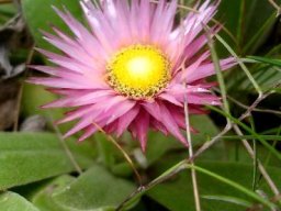 Helichrysum ecklonis
