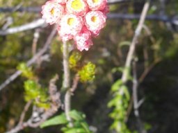 Helichrysum felinum