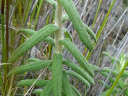 Helichrysum felinum leaves