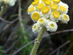 Helichrysum felinum