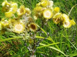 Helichrysum foetidum clusters of disciform flowerheads