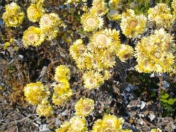 Helichrysum foetidum after two seasons