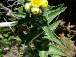 Helichrysum foetidum