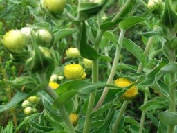 Helichrysum
