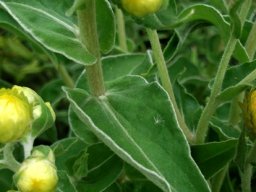Helichrysum foetidum leaves
