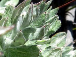 Helichrysum hebelepis stem-tip leaves
