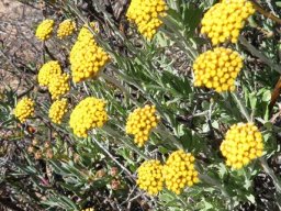 Helichrysum hebelepis