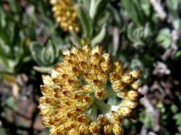 Helichrysum hebelepis inflorescence in bud