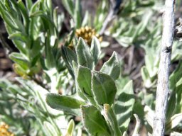 Helichrysum hebelepis old stem, young branch