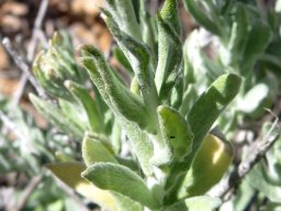 Helichrysum hebelepis stem leaves
