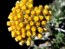 Helichrysum hebelepis many flowerheads