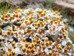 Helichrysum lineatum, one of many everlastings