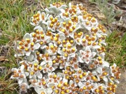 Helichrysum lineatum