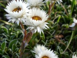 Helichrysum marginatum flowerheads