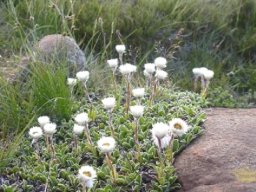 Helichrysum marginatum