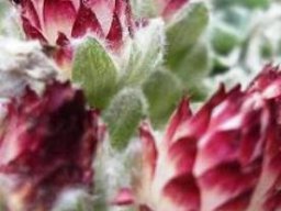Helichrysum milfordiae pink bracts as bait