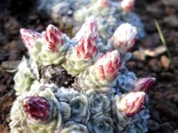 Helichrysum milfordiae