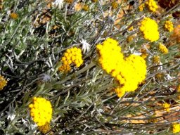 Helichrysum moeserianum flowering
