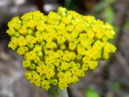 Helichrysum moeserianum inflorescence