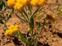 Helichrysum moeserianum, achiever in a hurry 