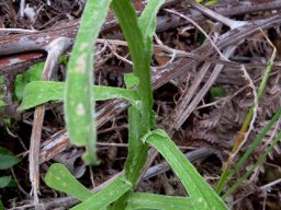 Helichrysum moeserianum leaves