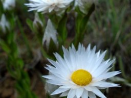 Helichrysum monticola