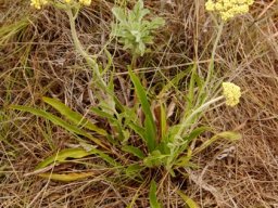 Helichrysum nudifolium