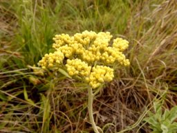 Helichrysum nudifolium inflorescence
