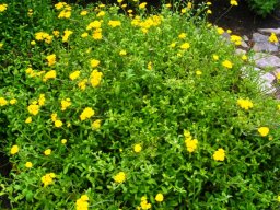 Helichrysum odoratissimum var. odoratissimum