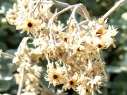 Helichrysum petiolare dry flowerheads