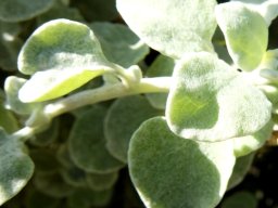 Helichrysum petiolare, a leaf showing its petiole