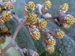 Helichrysum populifolium flowerheads