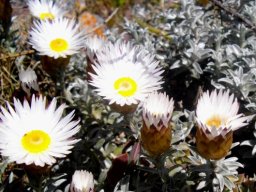 Helichrysum retortum