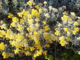Helichrysum revolutum
