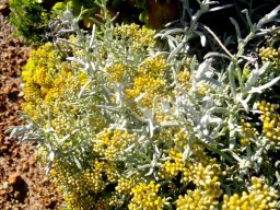 Helichrysum revolutum growing new leaves above the flowerheads