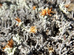 Helichrysum rosum, a few dry flowerheads 