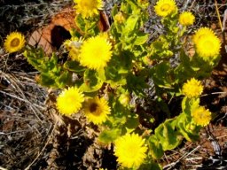 Helichrysum setosum on the Magaliesberg