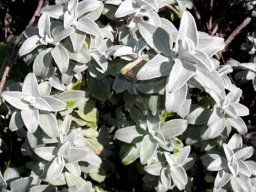 Helichrysum sutherlandii